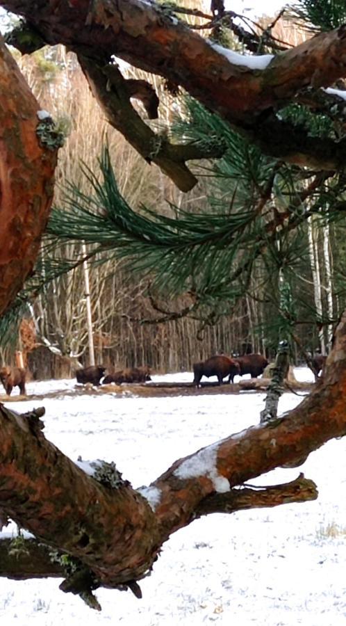 Siedlisko Gruszki Puszcza Bialowieska Narewka Luaran gambar