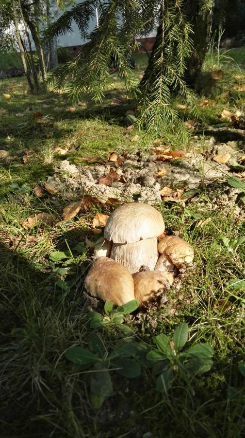 Siedlisko Gruszki Puszcza Bialowieska Narewka Luaran gambar