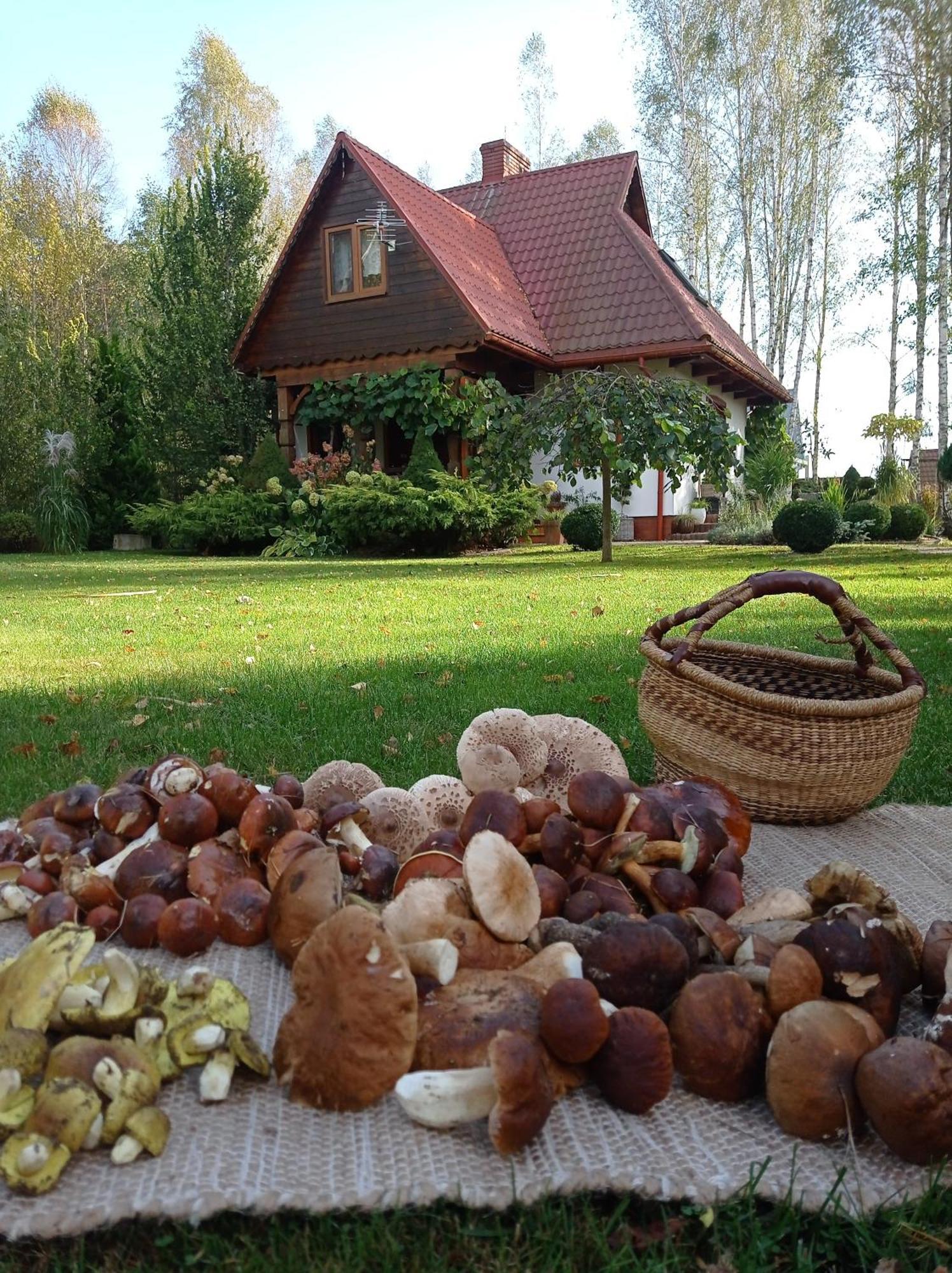Siedlisko Gruszki Puszcza Bialowieska Narewka Luaran gambar